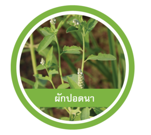 ผักปอดนา