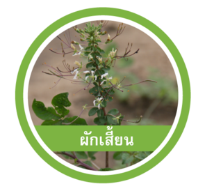 ผักเสี้ยน