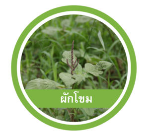 ผักโขม