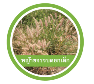 หญ้าขจรจบดอกเล็ก