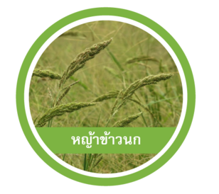 หญ้าข้าวนก