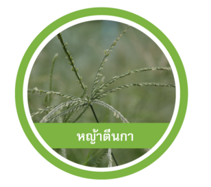 หญ้าตีนกา