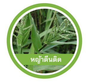หญ้าตีนติด
