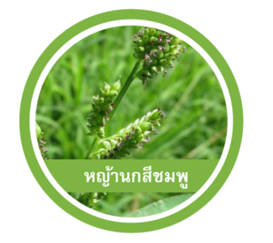 หญ้านกสีชมพู