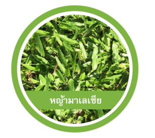 หญ้ามาเลเซีย