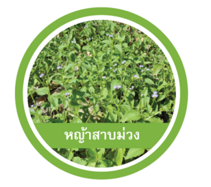 หญ้าสาบม่วง
