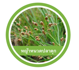หญ้าหนวดปลาดุก