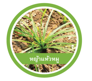 หญ้าแห้วหมู