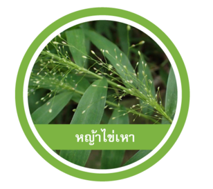 หญ้าไข่เหา