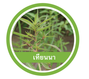 เทียนนา