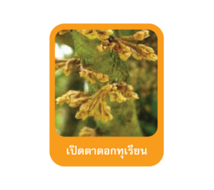 เปิดตาดอกทุเรียน