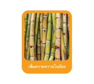 เพิ่มความหวานในอ้อย