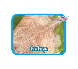 Almagor -โรค-03