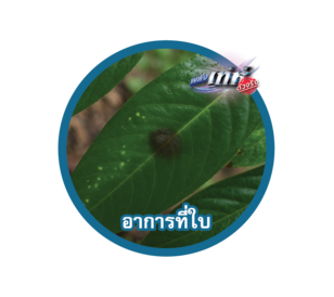 Banjo forte -โรค-01