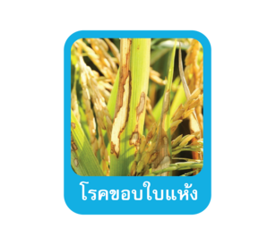 Mastercop โรคขอบใบแห้ง