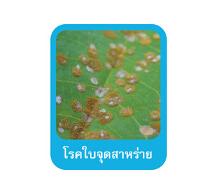 Mastercop โรค-02