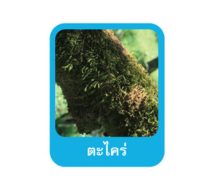 Mastercop โรค-03