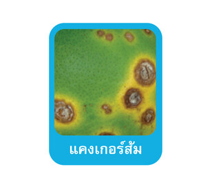 Mastercop โรค-04