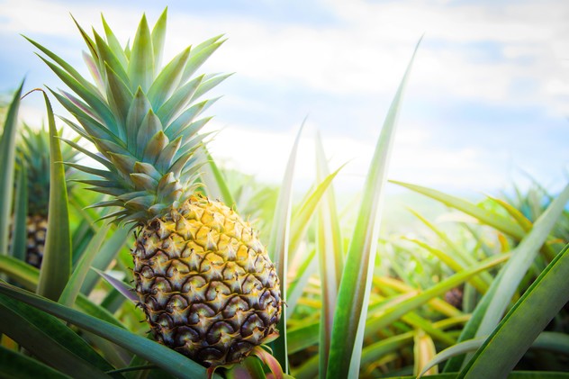 pineapple 