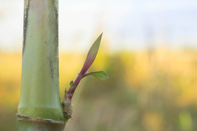 sugarcane