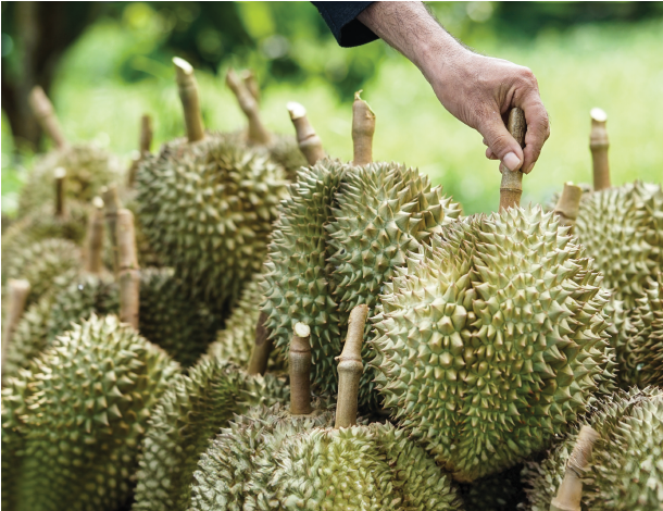 Durian