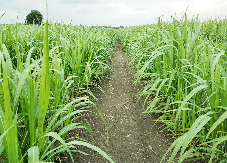 Sugarcane field