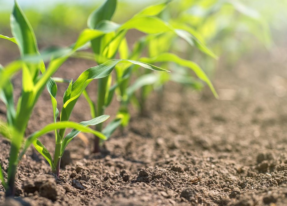 Yong corn plant