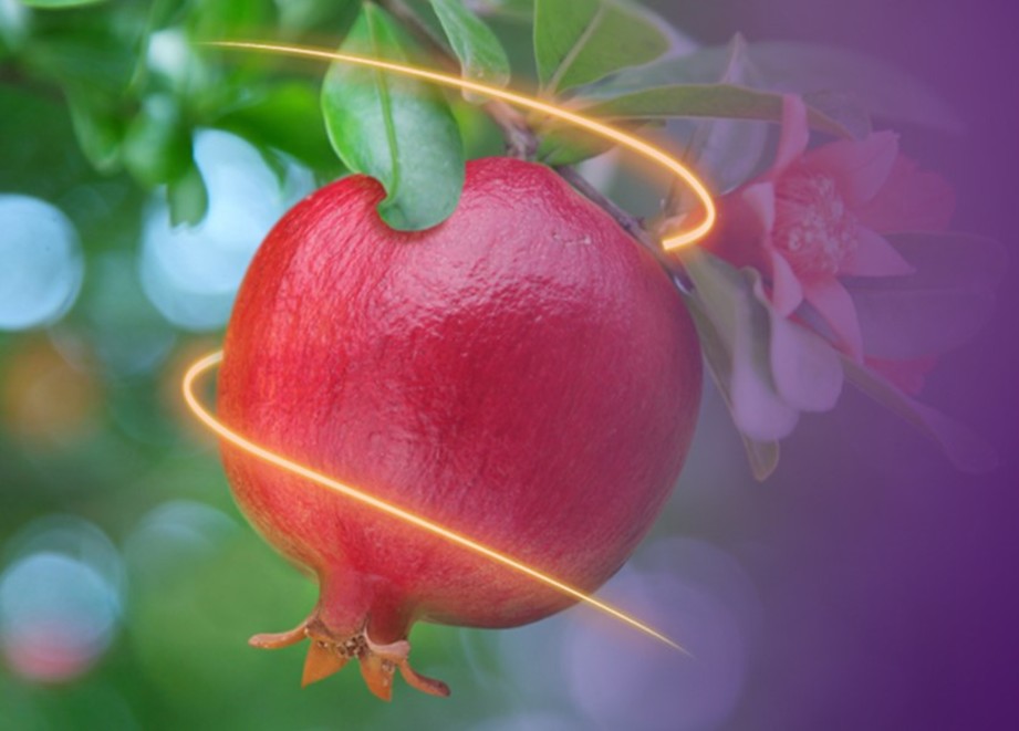 Trivor Banner