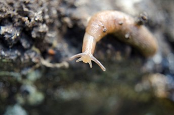 A close up of a snail on a rockDescription automatically generated