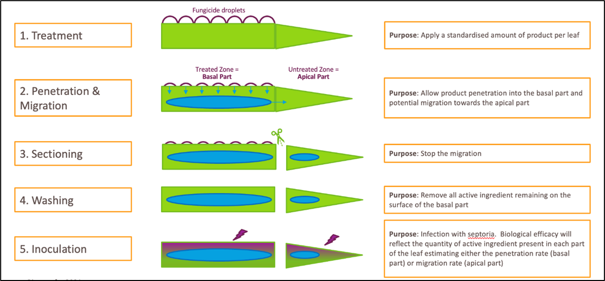 Focal Point Preview Image