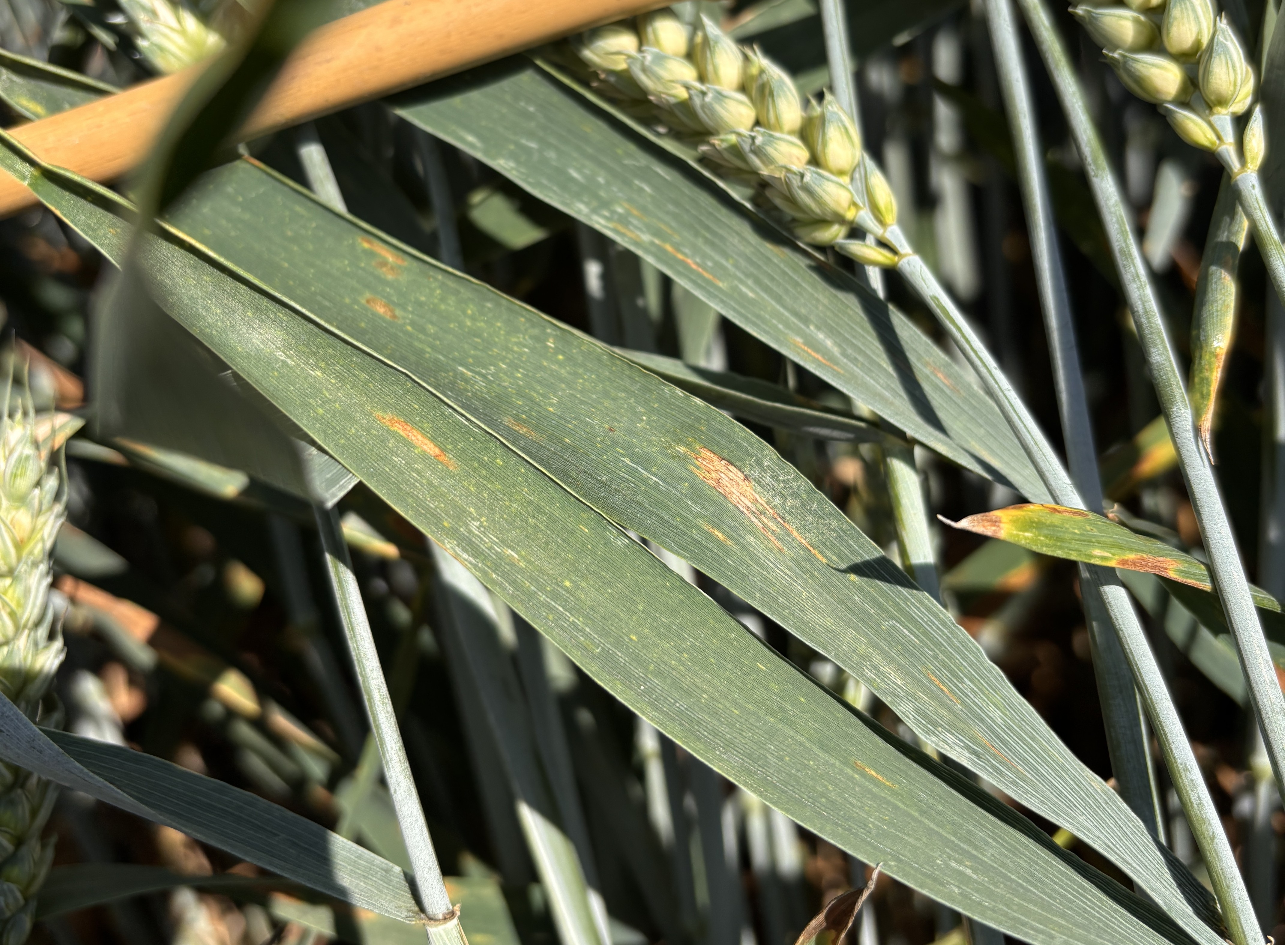 Focal Point Preview Image