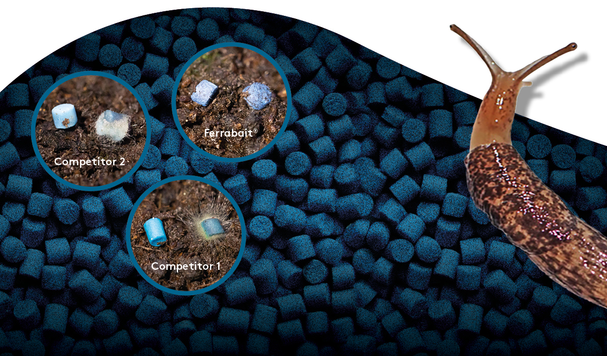 Focal Point Preview Image