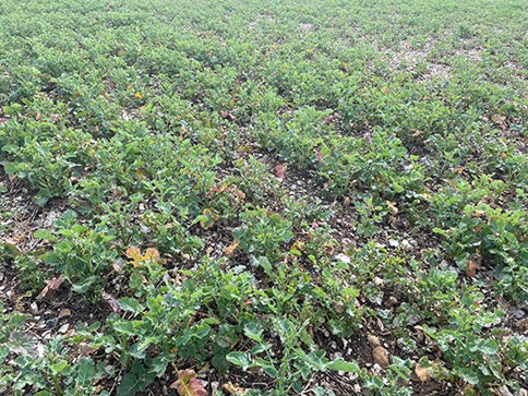 Focal Point Preview Image