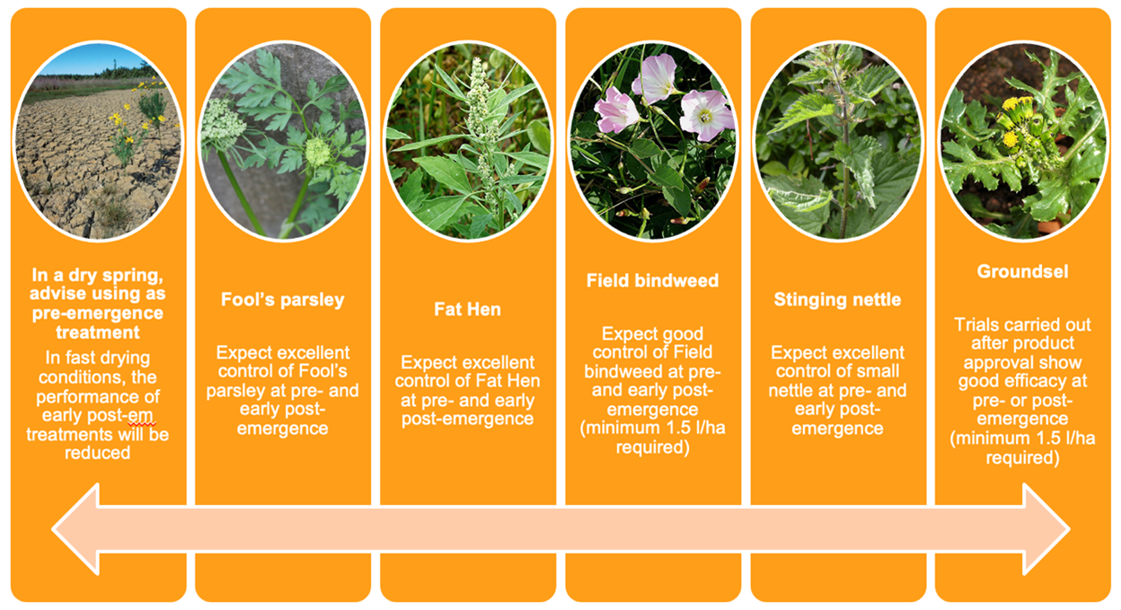 Focal Point Preview Image