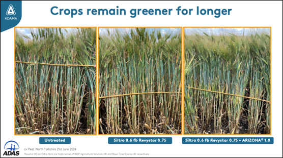 Focal Point Preview Image