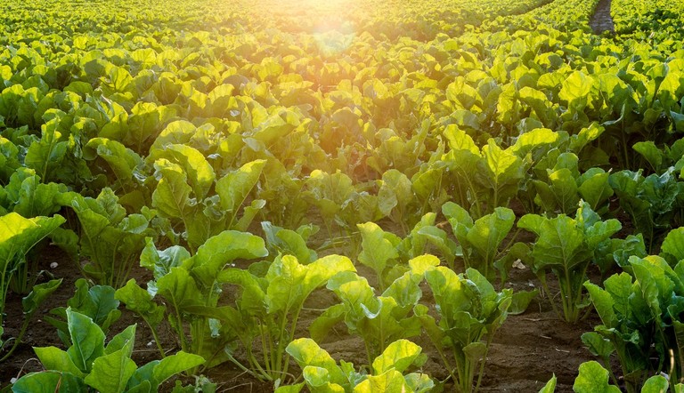 sugar beet field