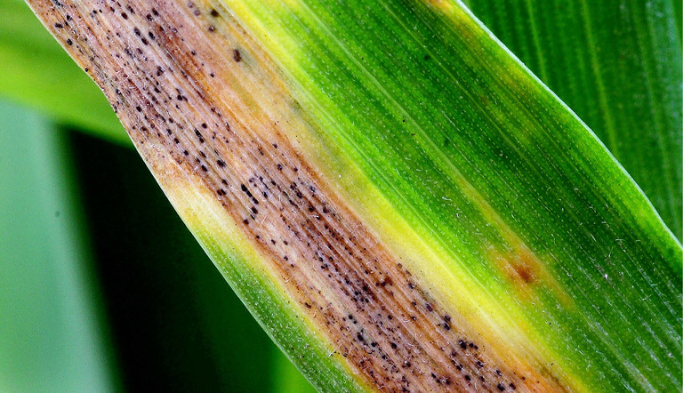 Septoria on wheat 