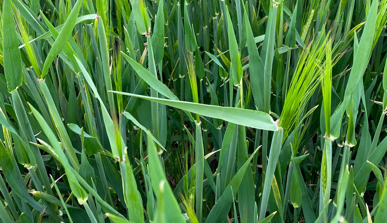 Barley crop