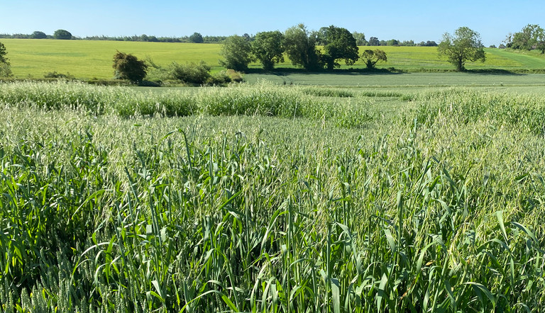 Wild oat mapping