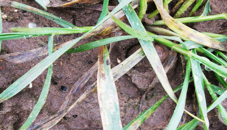Septoria in wheat