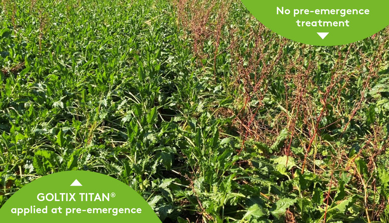 Goltix Titan pre-em vs no pre-em treatment sugarbeet