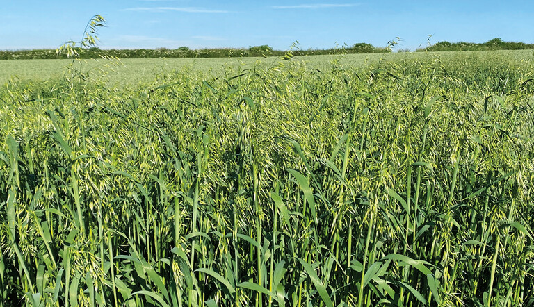 Wild oats