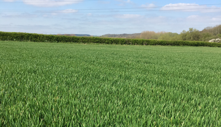 Wheat T1