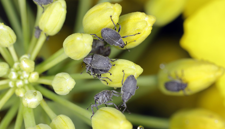 Cabbage Seed Pod Weevil