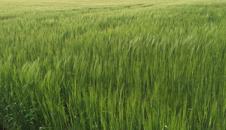 Spring barley