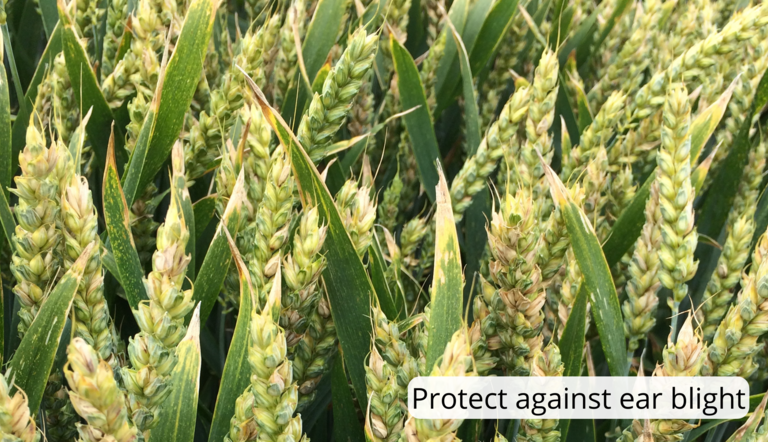 Protect against ear blight