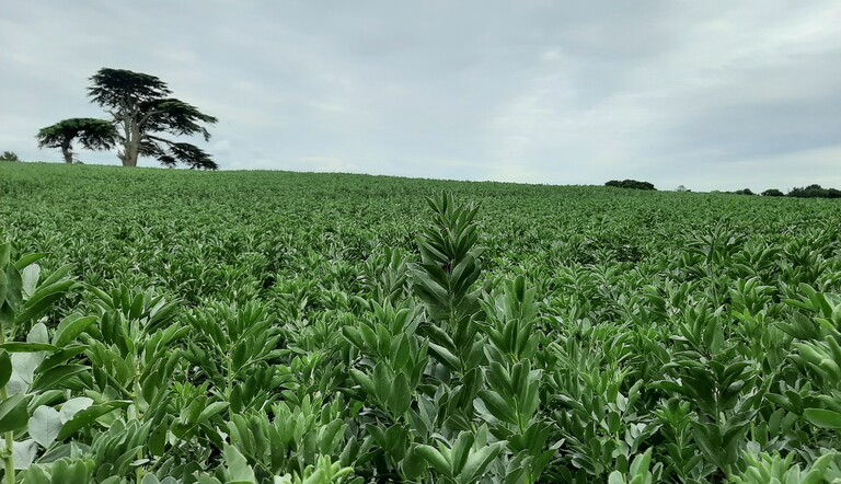 Beans in the East