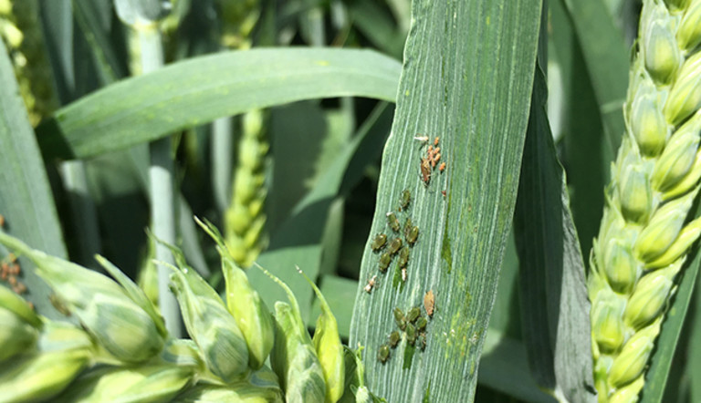 Grain aphid on wheat
