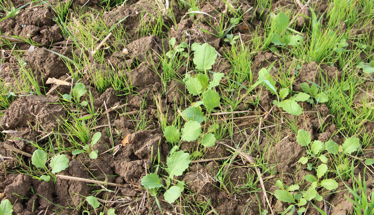 Blackgrass and OSR
