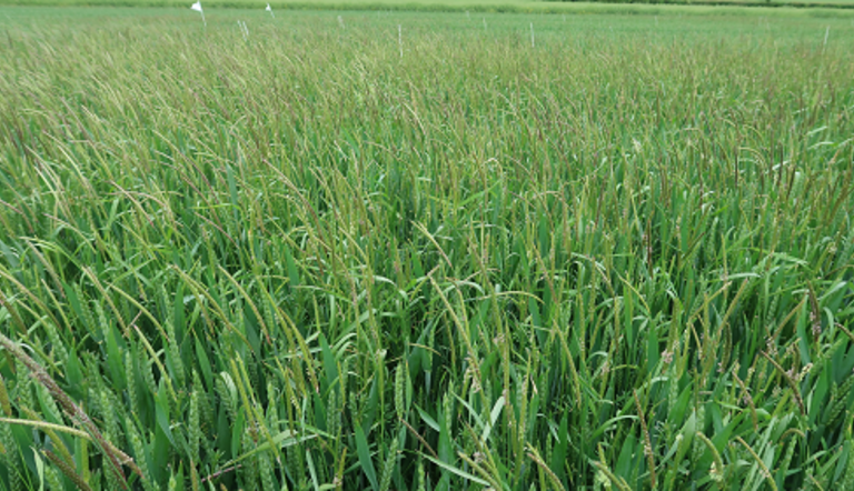 Blackgrass Prime Clavering 2022 Untreated